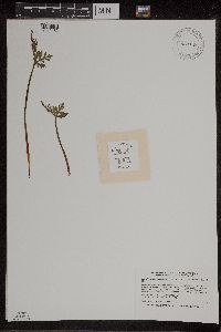 Botrychium lanceolatum image