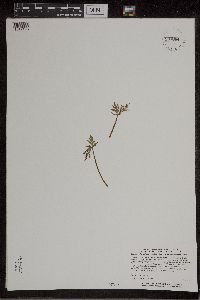 Botrychium lanceolatum image