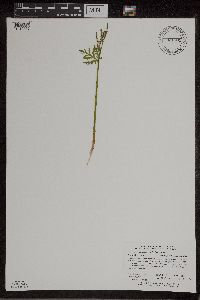 Botrychium lanceolatum image