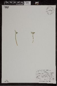Botrychium lanceolatum image