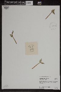 Botrychium matricariifolium image