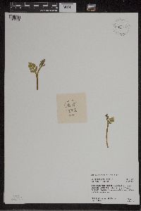 Botrychium matricariifolium image