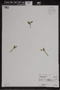 Botrychium matricariifolium image