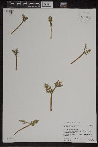 Botrychium matricariifolium image