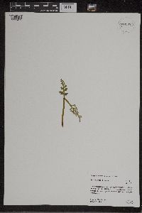 Botrychium matricariifolium image