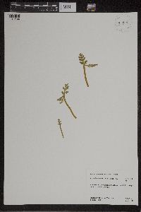 Botrychium matricariifolium image