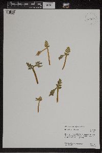 Botrychium matricariifolium image