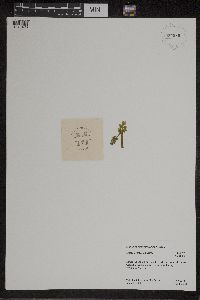 Botrychium matricariifolium image