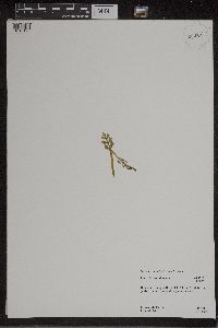 Botrychium matricariifolium image