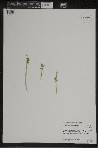 Botrychium matricariifolium image