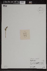 Botrychium matricariifolium image