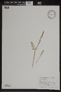 Botrychium matricariifolium image