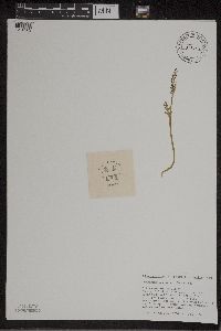 Botrychium matricariifolium image