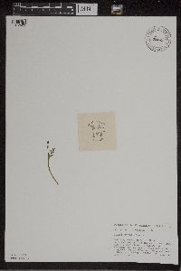 Botrychium matricariifolium image