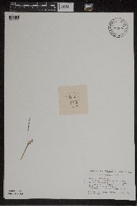 Botrychium matricariifolium image