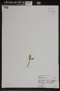 Botrychium matricariifolium image