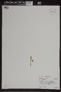 Botrychium matricariifolium image