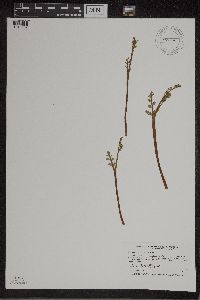 Botrychium matricariifolium image