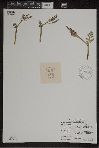 Botrychium matricariifolium image