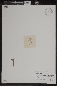 Botrychium matricariifolium image