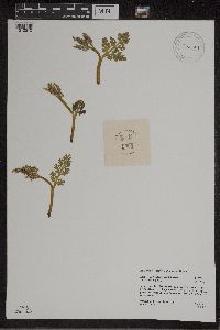 Botrychium matricariifolium image