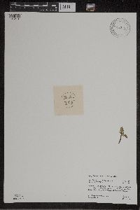 Botrychium matricariifolium image