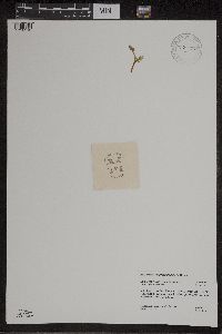 Botrychium matricariifolium image