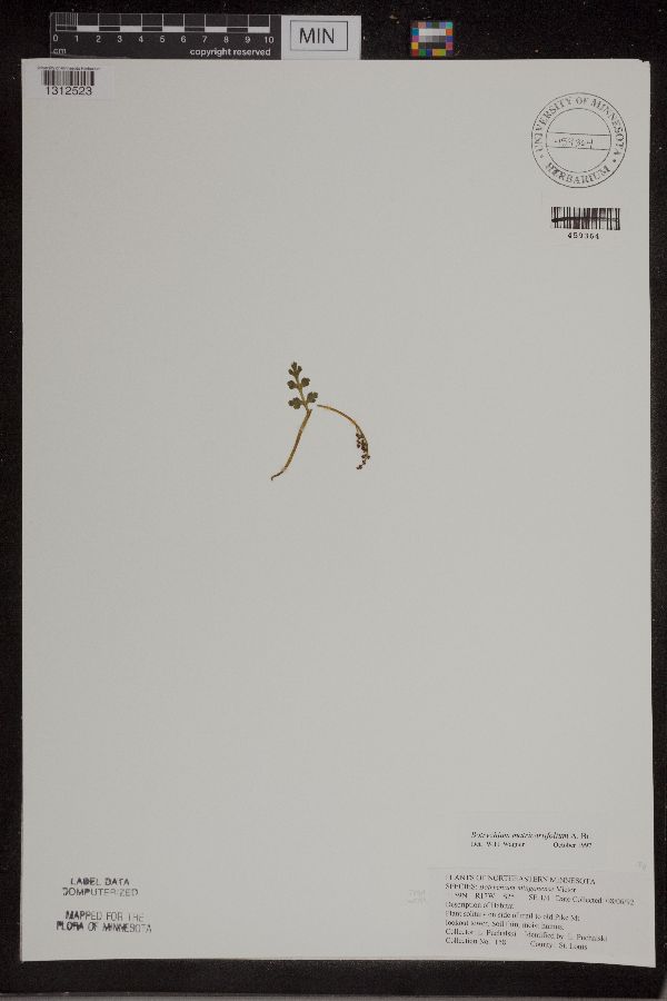 Botrychium matricariifolium image