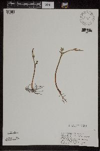 Botrychium matricariifolium image