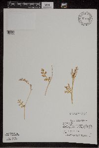 Botrychium matricariifolium image