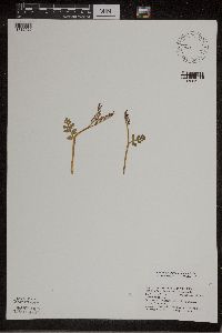 Botrychium matricariifolium image