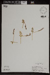 Botrychium matricariifolium image