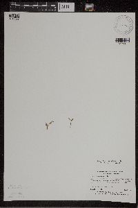 Botrychium matricariifolium image