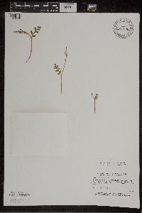 Botrychium matricariifolium image