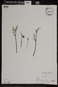 Botrychium matricariifolium image