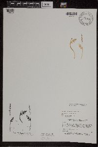 Botrychium matricariifolium image