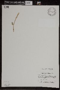 Botrychium matricariifolium image