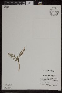 Botrychium matricariifolium image