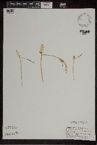 Botrychium matricariifolium image