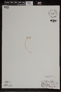 Botrychium matricariifolium image