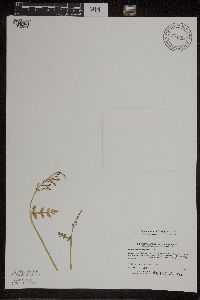 Botrychium matricariifolium image