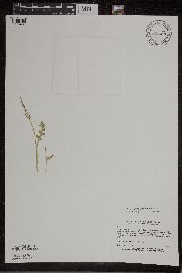 Botrychium matricariifolium image