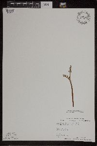 Botrychium matricariifolium image