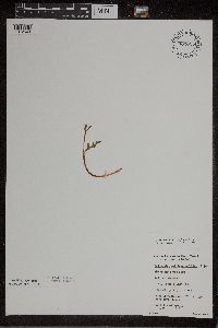 Botrychium matricariifolium image