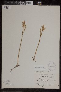 Botrychium matricariifolium image
