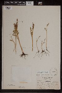 Botrychium matricariifolium image