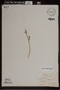 Botrychium matricariifolium image