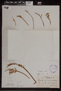 Botrychium matricariifolium image