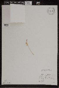 Botrychium matricariifolium image