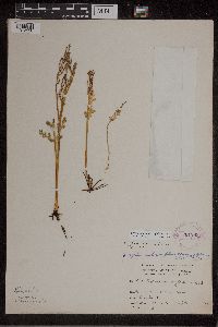 Botrychium matricariifolium image
